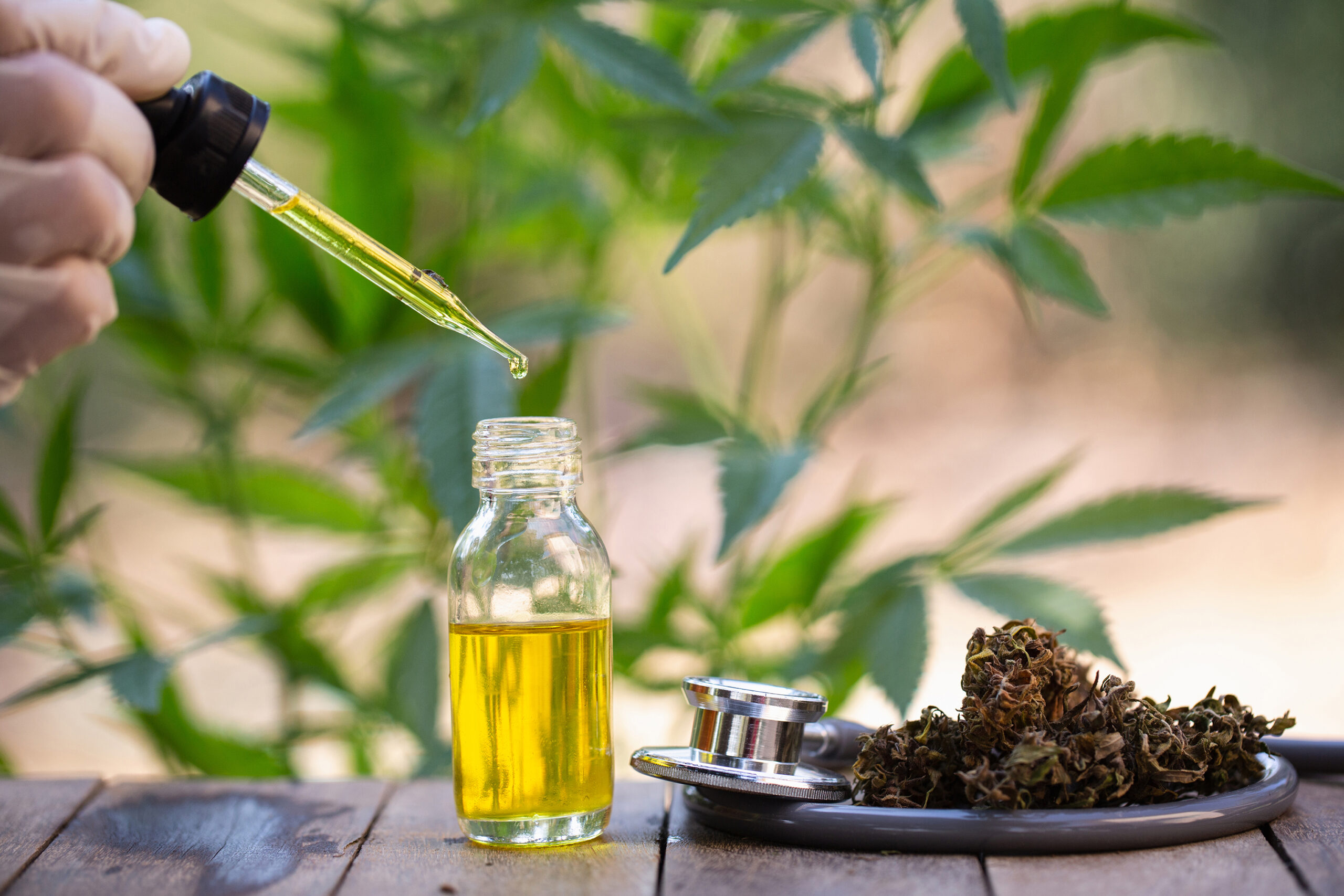 Hemp oil, Medical marijuana products including cannabis leaf, dried bud, cbd and hash oil over black wood background